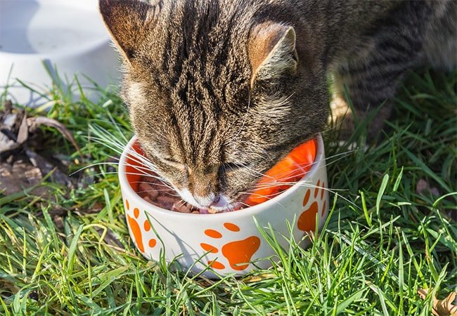 Mengapa Harus Memberikan Kucing Makanan Kering