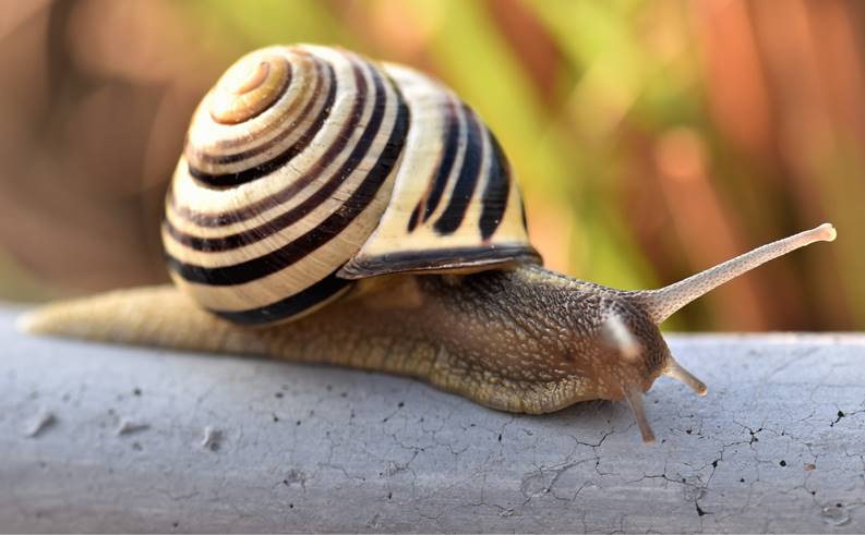 Snail Cream Korea Terbaik